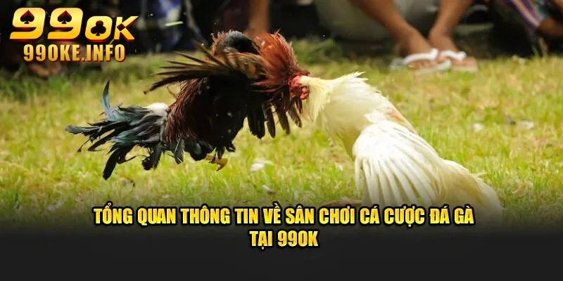 Cược đá gà mang đến trải nghiệm kịch tính, hấp dẫn